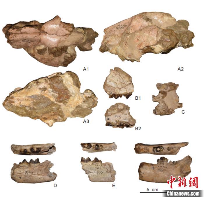 南亚地区发现的冈巴佐格豹化石。江左其杲 供图