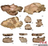 中国科学家在南亚发现美洲豹远古祖先化石证据