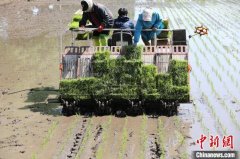 内蒙古粮食变革：从科技水稻到世界大米